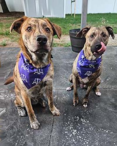 Gus and Luna, Gel's rescues